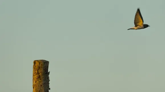 エルオーオーティー カジノ サポート